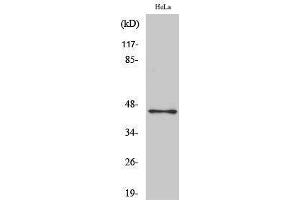 Western Blotting (WB) image for anti-POU Class 5 Homeobox 1 (POU5F1) (Internal Region) antibody (ABIN3176443) (OCT4 抗体  (Internal Region))