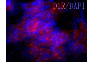 IHC-Fr Image Dopamine receptor D1 antibody detects dopamine receptor D1 protein on embryonic mouse brain by immunohistochemical analysis. (Dopamine Receptor d1 抗体  (C-Term))