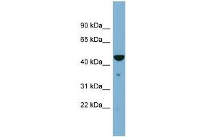 WB Suggested Anti-TAPBP  Antibody Titration: 0. (TAPBP 抗体  (Middle Region))