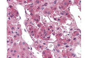Anti-TM9SF1 antibody IHC of human, adrenal. (TM9SF1 抗体  (Internal Region))