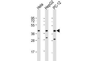 Western Blot at 1:2000 dilution Lane 1: Hela whole cell lysate Lane 2: HepG2 whole cell lysate Lane 3: PC-12 whole cell lysate Lysates/proteins at 20 ug per lane. (MAPK14 抗体  (AA 301-330))