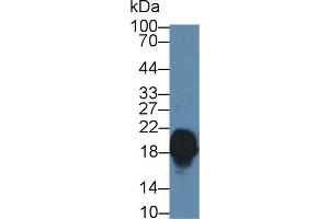 Western blot analysis of Mouse Cerebrum lysate, using Human CPLX1 Antibody (1 µg/ml) and HRP-conjugated Goat Anti-Rabbit antibody ( (Complexin 1 抗体  (AA 1-134))