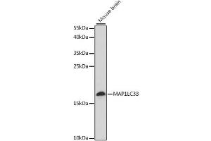 Western blot analysis of extracts of mouse brain, using MAP1LC3B antibody.