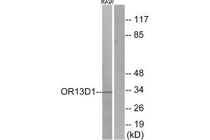 Western blot analysis of extracts from RAW264. (OR13D1 抗体  (C-Term))