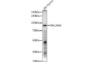 Western blot analysis of extracts of Rat thymus, using TBK1/NAK antibody (ABIN3016267, ABIN3016268, ABIN3016269 and ABIN6219678) at 1:1000 dilution. (TBK1 抗体  (AA 440-729))
