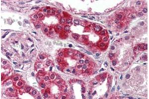 Anti-NPSR1 antibody  ABIN1049119 IHC staining of human kidney. (NPSR1 抗体  (Extracellular Domain))