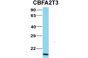 Host:  Rabbit  Target Name:  NOP56  Sample Type:  MCF7  Antibody Dilution:  1. (CBFA2T3 抗体  (N-Term))