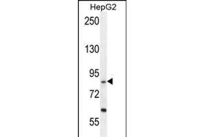 EXOC3L Antibody (C-term) (ABIN655213 and ABIN2844825) western blot analysis in HepG2 cell line lysates (35 μg/lane). (EXOC3L1 抗体  (C-Term))