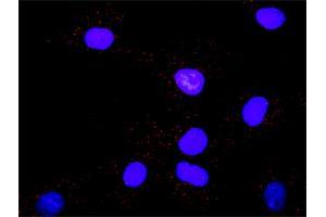 Proximity Ligation Analysis of protein-protein interactions between MAPK3 and PTPN11.