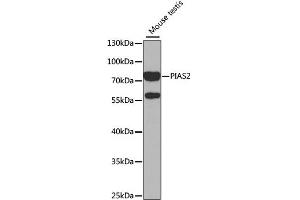 Western blot analysis of extracts of mouse testis, using PIAS2 antibody (ABIN1876855) at 1:1000 dilution. (PIAS2 抗体)