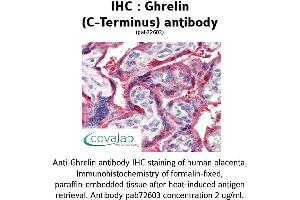 Image no. 1 for anti-Ghrelin (GHRL) (C-Term) antibody (ABIN1734686) (Ghrelin 抗体  (C-Term))