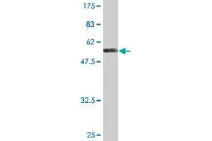 Western Blot detection against Immunogen (61. (Annexin IV 抗体  (AA 1-321))