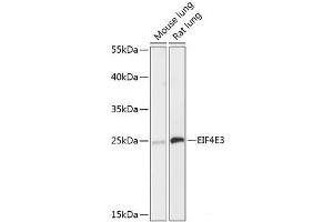 Western blot analysis of extracts of various cell lines using EIF4E3 Polyclonal Antibody at dilution of 1:3000. (EIF4E3 抗体)