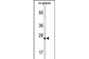 Western blot analysis of TPK1 Antibody (N-term) (ABIN653087 and ABIN2842683) in mouse spleen tissue lysates (35 μg/lane). (TPK1 抗体  (N-Term))