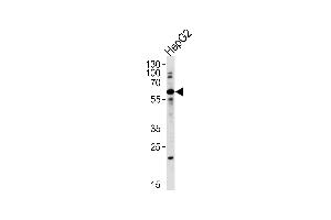 Western blot analysis in HepG2 cell line lysates (35ug/lane). (ZNF192 抗体  (AA 184-206))