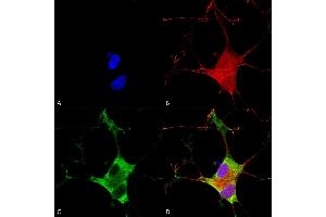 Immunocytochemistry/Immunofluorescence analysis using Mouse Anti-EAAC1 Monoclonal Antibody, Clone S180-41 (ABIN2482757). (SLC1A1 抗体  (AA 1-524) (Biotin))