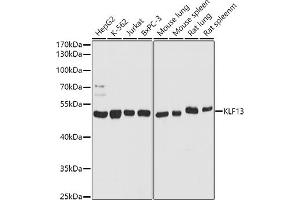 Western blot analysis of extracts of various cell lines, using KLF13 antibody (ABIN7268153) at 1:1000 dilution. (KLF13 抗体  (AA 100-200))