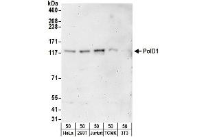 Western Blotting (WB) image for anti-Polymerase (DNA Directed), delta 1, Catalytic Subunit 125kDa (POLD1) (AA 850-900) antibody (ABIN7449792)