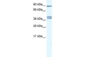 CLCNKB antibody used at 0.