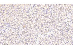Immunohistochemistry (IHC) image for anti-Histidine-Rich Glycoprotein (HRG) (AA 93-328) antibody (ABIN7434980)