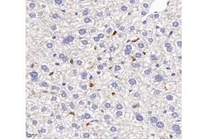 Immunohistochemistry analysis of paraffin-embedded mouse liver using,FCN1 (ABIN7073952) at dilution of 1: 3000 (FCN1 抗体)