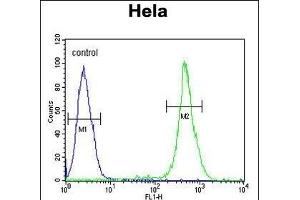EBP Antibody (N-term) (ABIN652952 and ABIN2842607) flow cytometric analysis of Hela cells (right histogram) compared to a negative control cell (left histogram). (EBP 抗体  (N-Term))