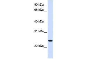 ORC6L antibody used at 1 ug/ml to detect target protein. (ORC6 抗体)