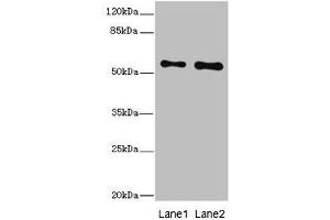 Western blot All lanes: RPS6KL1 antibody at 4. (RPS6KL1 抗体  (AA 1-130))