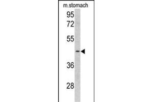 Western blot analysis of CLU antibody (C-term) (ABIN390569 and ABIN2840898) in mouse stomach tissue lysates (35 μg/lane). (CLUAP1 抗体  (C-Term))