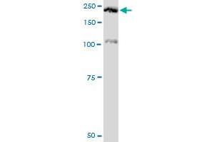 Western Blotting (WB) image for anti-Plexin A2 (Plxna2) (AA 1-164) antibody (ABIN518985)