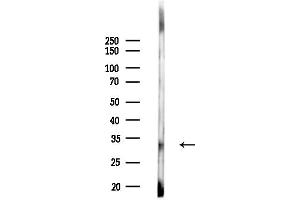 Western blot analysis of lysates from MCF7 cells(heat-shock,45 min treatment), using TAS2R1 Antibody at 1/1000 dilution.
