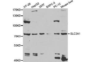 Western Blotting (WB) image for anti-Solute Carrier Family 3 Member 1 (SLC3A1) antibody (ABIN1876686) (SLC3A1 抗体)