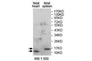 Western Blot analysis of fetal heart and fetal spleen Lysate with anti-ANAPC16 antibody. (ANAPC16 抗体  (Middle Region))