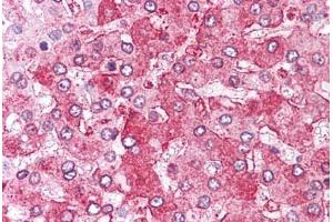 Anti-ERAP1 / ARTS1 antibody  ABIN1048575 IHC staining of human liver. (ERAP1 抗体  (Internal Region))