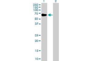 Western Blot analysis of EYA2 expression in transfected 293T cell line by EYA2 MaxPab polyclonal antibody. (EYA2 抗体  (AA 1-538))