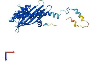 CAPZA3 Protein (AA 1-299) (His tag)