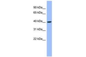 Image no. 1 for anti-Phosphatidylinositol-5-Phosphate 4-Kinase, Type II, alpha (PIP4K2A) (AA 107-156) antibody (ABIN6741847)