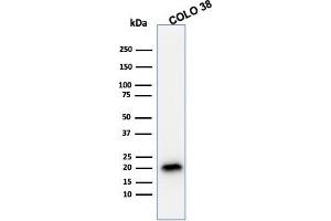Western Blot Analysis of COLO38 cell lysate using MART-1 / Melan-A Mouse Monoclonal Antibody (A103). (MLANA 抗体)