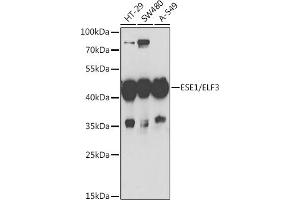 Western blot analysis of extracts of various cell lines, using ESE1/ESE1/ELF3 antibody (ABIN6130347, ABIN6140125, ABIN6140127 and ABIN6221990) at 1:1000 dilution. (ELF3 抗体  (AA 1-280))