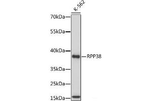 RPP38 抗体