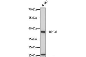 Western blot analysis of extracts of various cell lines using RPP38 Polyclonal Antibody at dilution of 1:1000. (RPP38 抗体)