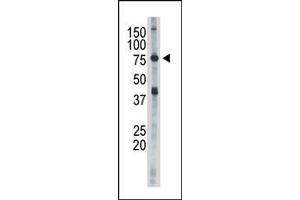 Image no. 1 for anti-Inhibitor of kappa Light Polypeptide Gene Enhancer in B-Cells, Kinase epsilon (IKBKE) (C-Term) antibody (ABIN360635) (IKKi/IKKe 抗体  (C-Term))