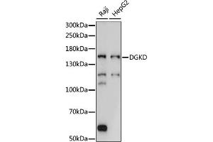 Western blot analysis of extracts of various cell lines, using DGKD antibody (ABIN7266748) at 1:1000 dilution. (DGKD 抗体  (AA 960-1140))