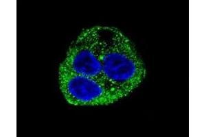 Confocal immunofluorescent analysis of Leptin antibody with HepG2 cells followed by Alexa Fluor 488-conjugated goat anti-rabbit lgG (green). (Leptin 抗体  (AA 134-166))