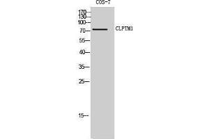 Western Blotting (WB) image for anti-Cleft Lip and Palate Associated Transmembrane Protein 1 (CLPTM1) (Internal Region) antibody (ABIN3174452) (CLPTM1 抗体  (Internal Region))