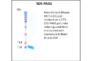SDS-PAGE (SDS) image for Chemokine (C-C Motif) Ligand 12 (Ccl12) (Active) protein (ABIN5509443)