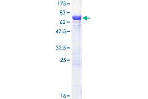 TCP11 Protein (AA 1-441) (GST tag)