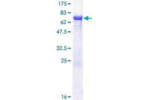 TCP11 Protein (AA 1-441) (GST tag)