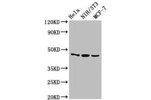 Western Blot Positive WB detected in: Hela whole cell lysate, NIH/3T3 whole cell lysate, MCF-7 whole cell lysate All lanes: MAP2K7 antibody at 2. (MAP2K7 抗体  (AA 17-160))