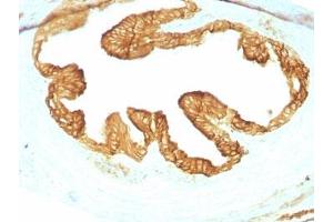 Formalin-fixed, paraffin-embedded rat Oviduct with pan Cytokeratin antibody cocktail (KRTL/1077 + KRTH/1076). (pan Keratin 抗体)